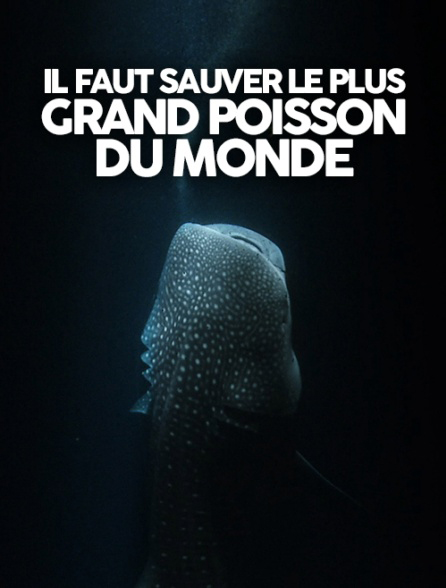 Il faut sauver le plus grand poisson du monde_Cristal-Publishing