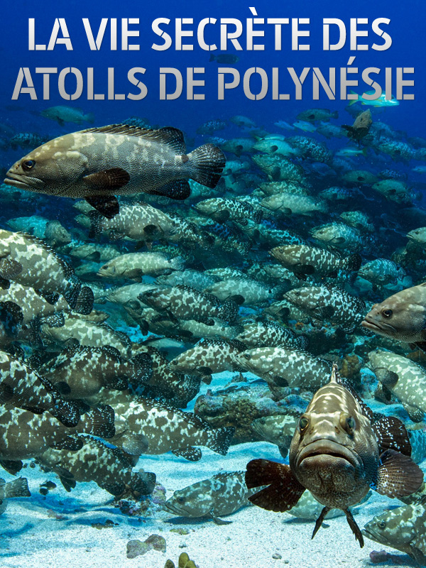 LA VIE SECRÈTE DES ATOLLS_CristalPublishing